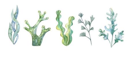 alga marina impostare. subacqueo impianti. acquerello illustrazione. oceano. sea.seaweed alghe, corallo scogliera design elemento. acquario impianti sagome vettore