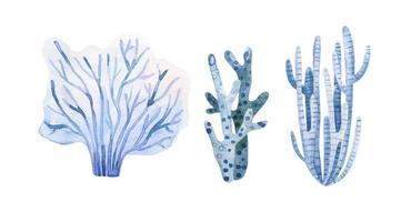 alga marina impostare. subacqueo impianti. acquerello illustrazione. oceano. sea.seaweed alghe, corallo scogliera design elemento. acquario impianti sagome vettore