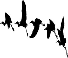 vettore silhouette di uccelli su bianca sfondo