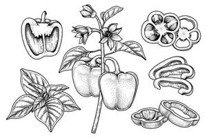 set di illustrazione botanica di elementi disegnati a mano di peperone vettore