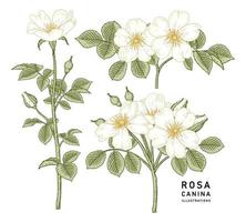 rosa canina bianca o rosa canina fiore disegnato a mano illustrazione botanica stile vintage vettore