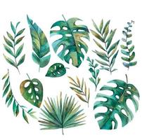 impostato di tropicale foglie, mostri, palma nel vettore, acquerello illustrazione su bianca sfondo.eps vettore