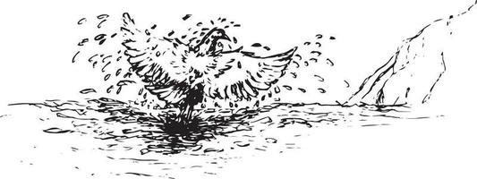 schizzo di un' uccello bagnarsi nel il lago vettore