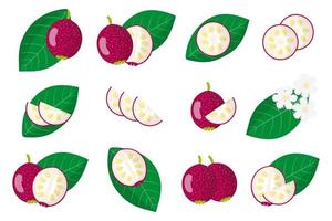 serie di illustrazioni con cattley guava frutti esotici, fiori e foglie isolati su sfondo bianco. vettore