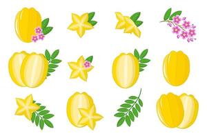 serie di illustrazioni con carambole frutti esotici, fiori e foglie isolati su sfondo bianco. vettore