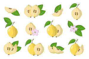 serie di illustrazioni con mele cotogne frutti esotici, fiori e foglie isolati su sfondo bianco. vettore