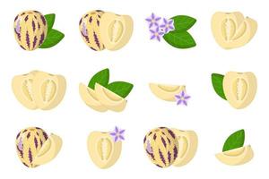 serie di illustrazioni con pepino frutti esotici, fiori e foglie isolati su sfondo bianco. vettore