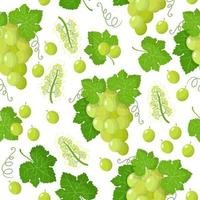 Vector cartoon seamless pattern con vitis vinifera o uva bianca frutta esotica, fiori e foglie su sfondo bianco