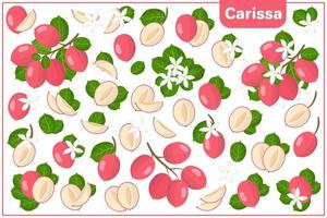 serie di illustrazioni vettoriali di cartone animato con frutti esotici carissa, fiori e foglie isolati su priorità bassa bianca