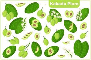 serie di illustrazioni vettoriali di cartone animato con frutti esotici di prugna kakadu, fiori e foglie isolati su priorità bassa bianca