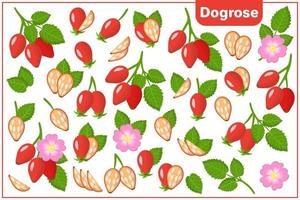 serie di illustrazioni vettoriali di cartone animato con rosa canina frutti esotici, fiori e foglie isolati su priorità bassa bianca