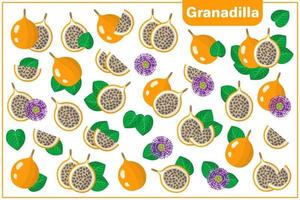 serie di illustrazioni vettoriali di cartone animato con granadilla frutti esotici, fiori e foglie isolati su priorità bassa bianca