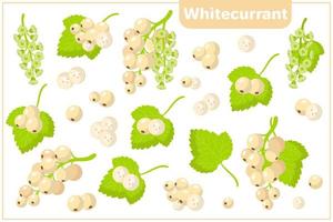 serie di illustrazioni vettoriali di cartone animato con frutta esotica ribes bianco, fiori e foglie isolati su priorità bassa bianca