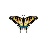 elegante farfalla con luminosa Ali e antenne. vettore illustrazione di un' tigre farfalla su un' bianca sfondo.