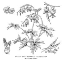 cuore sanguinante fiore, seme e baccello disegnato a mano schizzo botanico illustrazione vettoriale