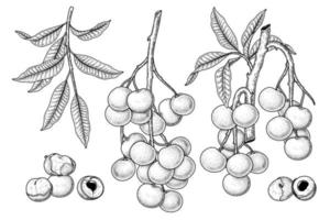 insieme dell'illustrazione botanica degli elementi disegnati a mano della frutta di dimocarpus longan vettore