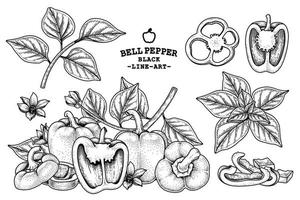 set di illustrazione botanica di elementi disegnati a mano di peperone vettore