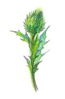 mano disegnato illustrazione di un' cardo fiore. bardana disegnato con colorato matite isolato su bianca. vettore botanico illustrazione.