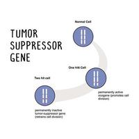 tumore soppressore gene un' gene quello regola cellula crescita e divisione vettore