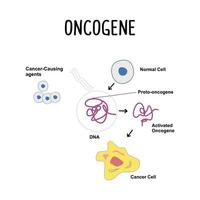 oncogene un' mutato gene quello può promuovere il crescita vettore