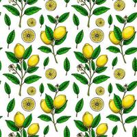 Limone senza soluzione di continuità modello. colorato mano disegnato vettore illustrazione nel schizzo stile. tropicale esotico agrume frutta estate sfondo