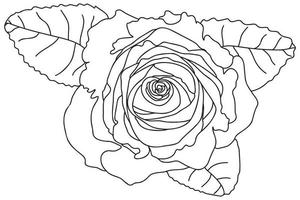 fioritura rosa dipinto con un' nero schema, previsto per carte, stampe, tatuaggi, San Valentino giorno, marzo 8 vettore