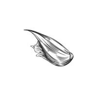 mano disegnato monocromatico Chiodo di garofano di aglio schizzo stile, vettore illustrazione