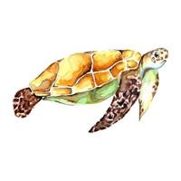acquerello mano disegnato mare tartaruga isolato su un' bianca sfondo sfondo. cartone animato animale vettore illustrazione arte