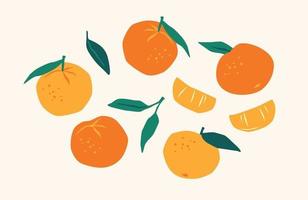 set di mandarini disegnati. agrumi, arance, mantarine. illustrazione vettoriale. elementi isolati vettore