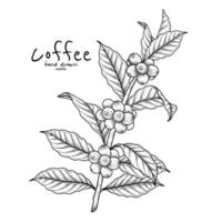 ramo di caffè con frutta illustrazione disegnata a mano vettore
