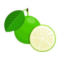 bianca guaiava è un' frutta quello ha un' dolce, leggermente acida e A volte blando gusto. Questo frutta cresce nel tropicale climi vettore