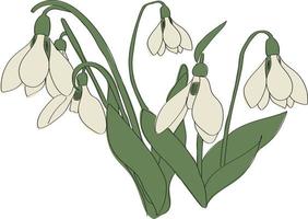 bucaneve. primo primavera fiori. delicato mazzo. alto qualità vettore illustrazione.