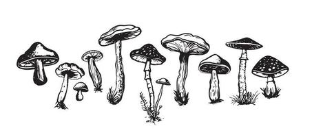 funghi impostato mano disegnato illustrazioni, vettore. vettore