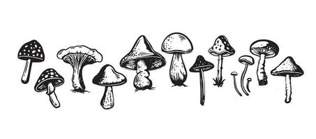 funghi impostato mano disegnato illustrazioni, vettore. vettore