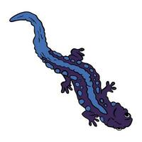 bellissimo viola blu salamandra ,Bene per grafico design risorse, manifesti, striscioni, modelli, stampe, colorazione libri e di più. vettore