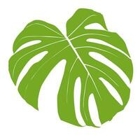 foglia della pianta di monstera deliciosa dalle foreste tropicali isolate. vettore per biglietti di auguri, volantini, inviti, web design