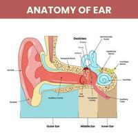 anatomia di orecchio Infografica colorato sfondo. vettore
