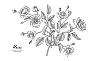 illustrazione botanica disegnata a mano del fiore e della foglia delle rose con la linea arte. vettore