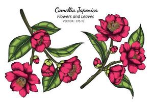 illustrazione rosa del disegno del fiore e della foglia di japonica della camelia con la linea arte sugli ambiti di provenienza bianchi. vettore