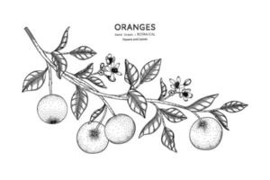 illustrazione botanica disegnata a mano della frutta delle arance con la linea arte. vettore