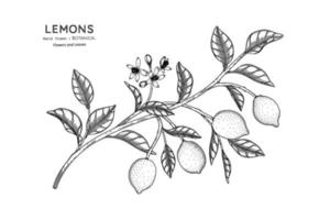 limoni frutta illustrazione botanica disegnata a mano con disegni al tratto. vettore