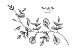 illustrazione botanica disegnata a mano del fiore e della foglia dei piselli di farfalla con la linea arte. vettore