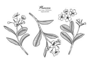 illustrazione botanica disegnata a mano del fiore e della foglia di plumeria con la linea arte. vettore