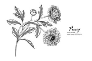 illustrazione botanica disegnata a mano di fiore e foglia di peonia con disegni al tratto. vettore