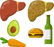 salutare e malato fegato. cause di malattia il interno organo. unto hamburger, alcool birra, carote, avocado. medico diagnosi. divertente cartone animato piatto illustrazione. impostato di dieta e bene nutrizione vettore