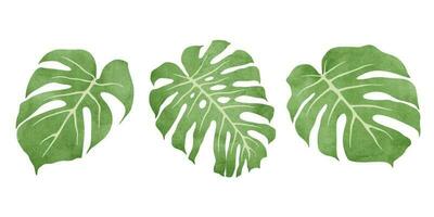 isolato acquerello Monstera le foglie. vettore illustrazione.