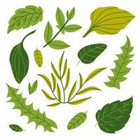 un' impostato di verde estate le foglie di erbe aromatiche e impianti. botanica e natura. vettore piatto illustrazione.