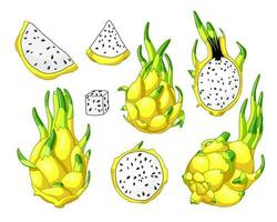 impostato di giallo Drago frutta elementi. totale frutta, metà e pezzi di pitaya. vettore illustrazione, cartone animato realistico stile. esotico succoso pitahaya. tropicale asiatico cibo