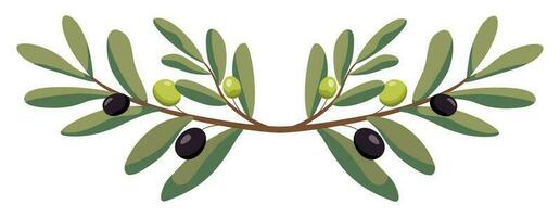oliva albero rami con verde olive telaio. vettore illustrazione nel di moda verde colori. isolato su bianca sfondo. design per agricoltori mercato decorazione, cibo etichette, striscioni, adesivi.