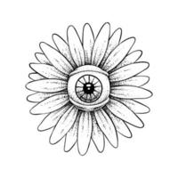 occhio di margherita fiore nero e bianca colore vettore